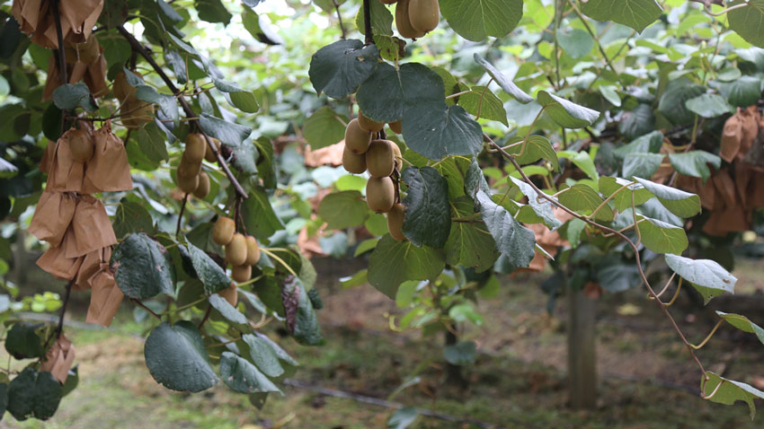 联想佳沃猕猴桃种植基地
